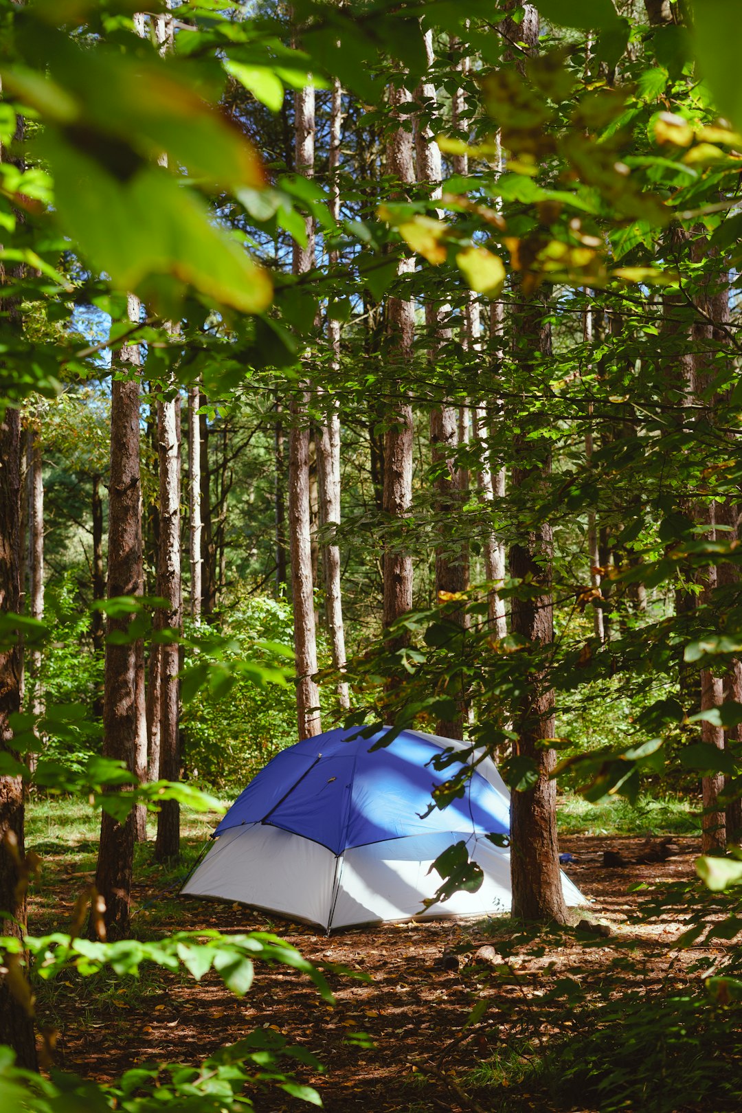 dome tent surrounded with trees
