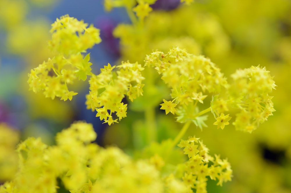 yellow cluster petaled flower