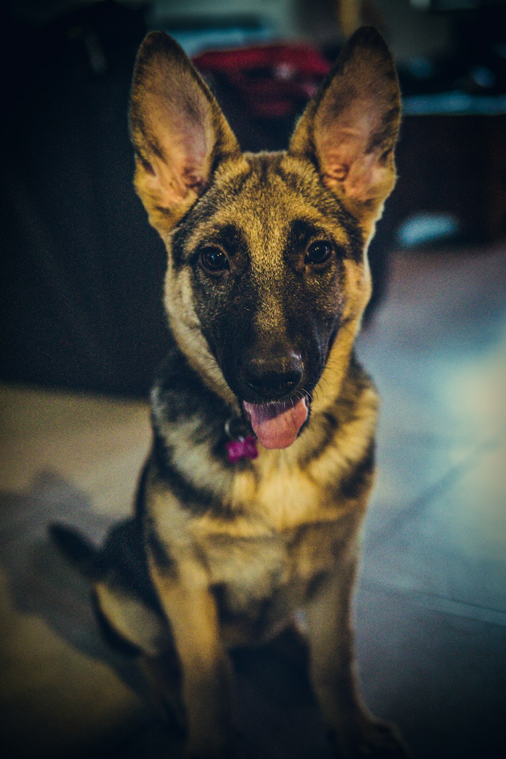 German shepherd puppy