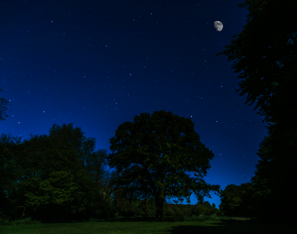 green trees under starry sky