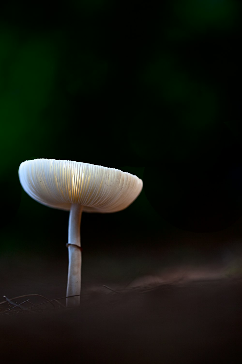 Vista do cogumelo branco minúsculo