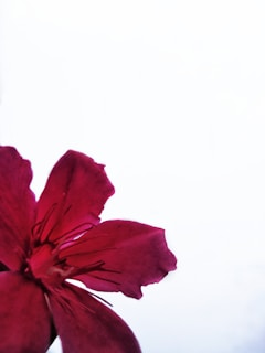 Close-up of a vibrant product photo with sharp details and bright colors.