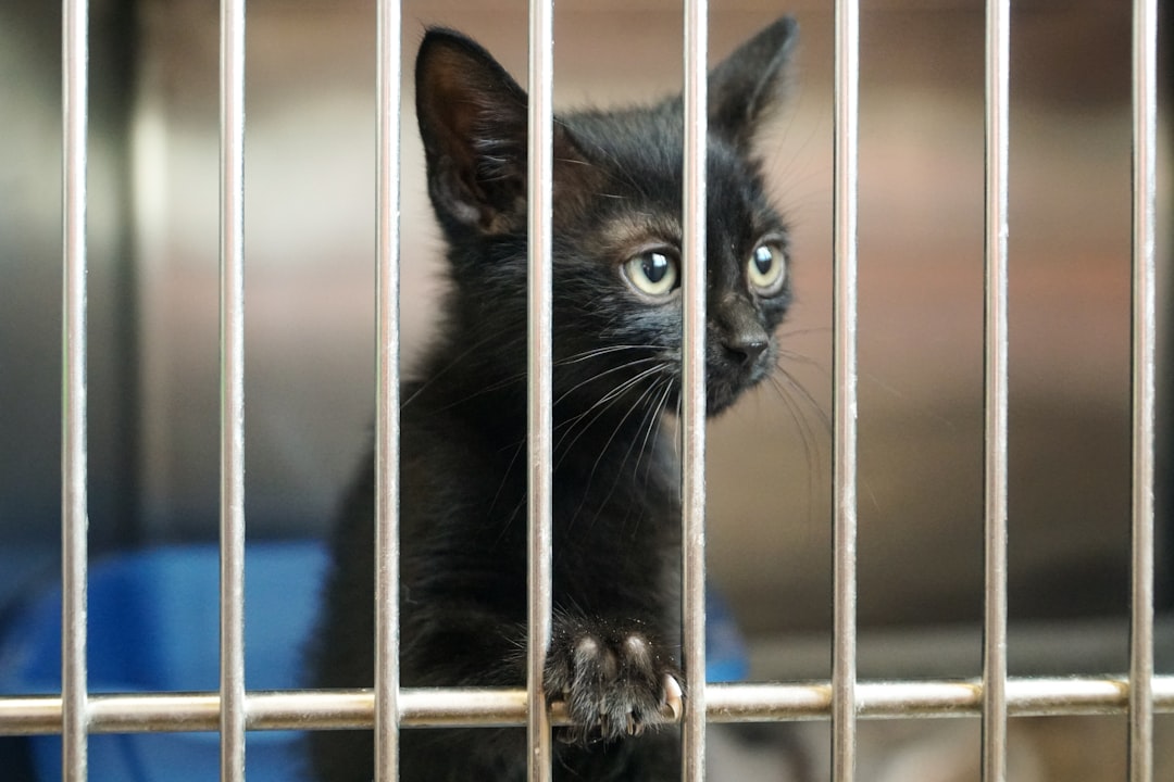 Tiny black kitten in a cage