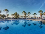 A serene outdoor swimming pool surrounded by sun loungers and palm trees.