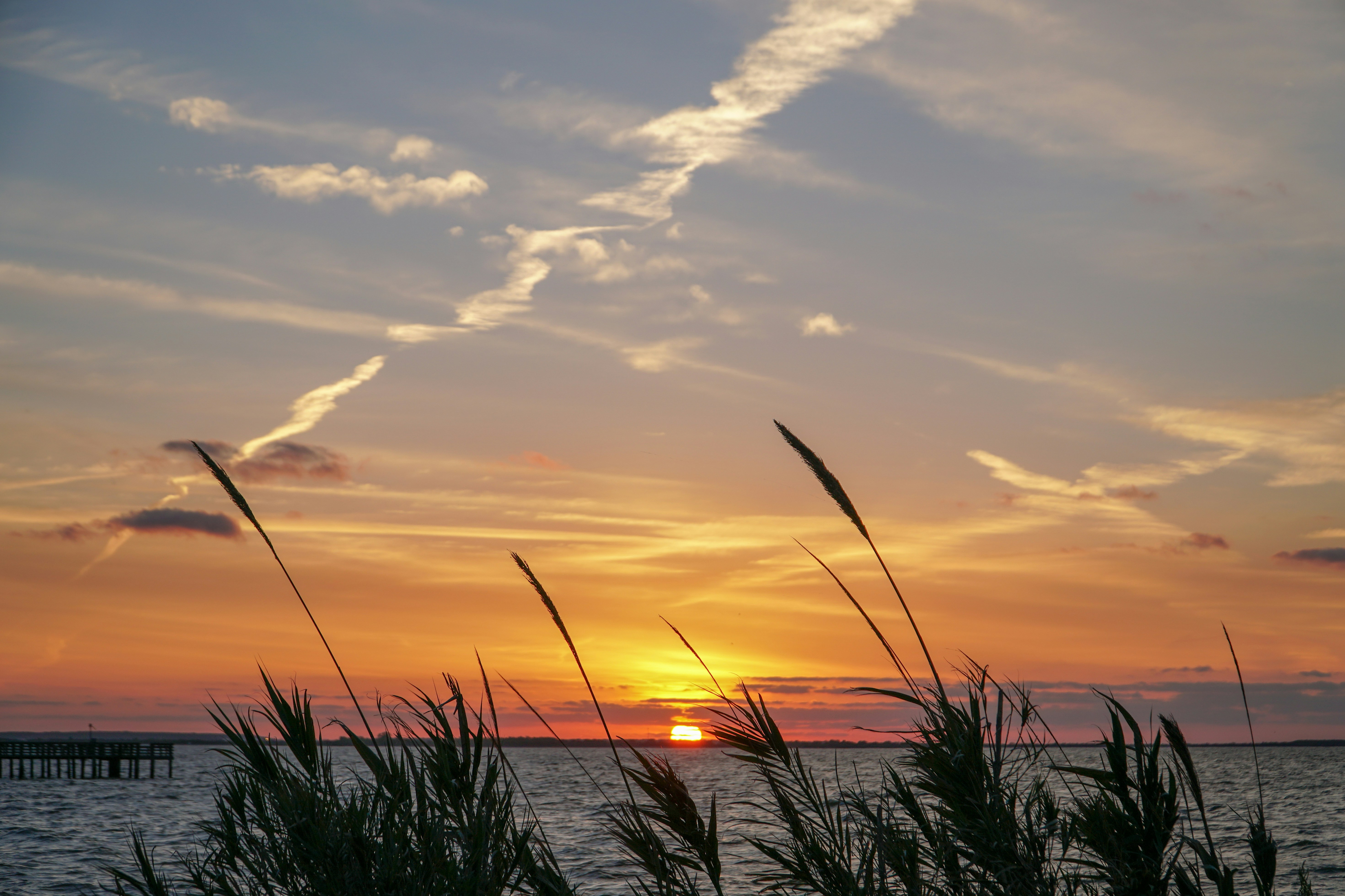 silhouette photo of grasses during golden hour, Coastal grass swaying in the early morning breeze at the beach looking out a the sunrise over the ocean with a colorful orange sky with clouds.