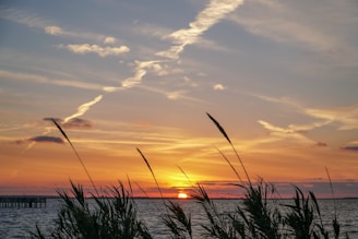 silhouette photo of grasses during golden hour
