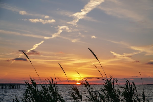 silhouette photo of grasses during golden hour