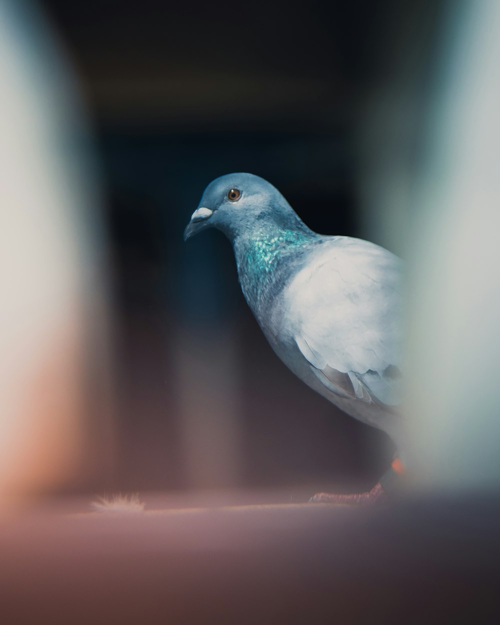 회색 비둘기의 얕은 초점 사진