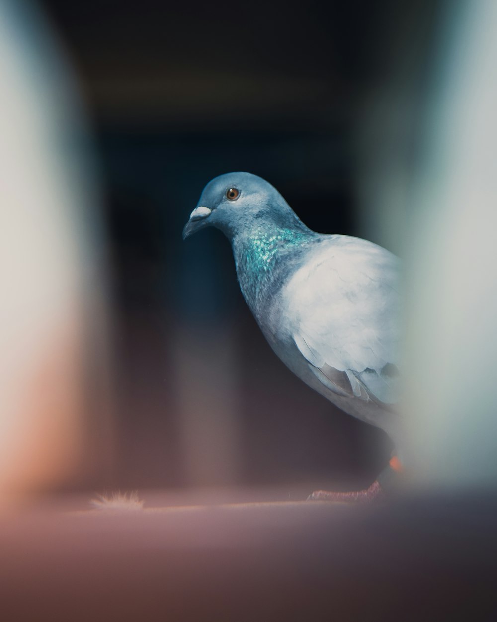 shallow focus photography of gray pigeon