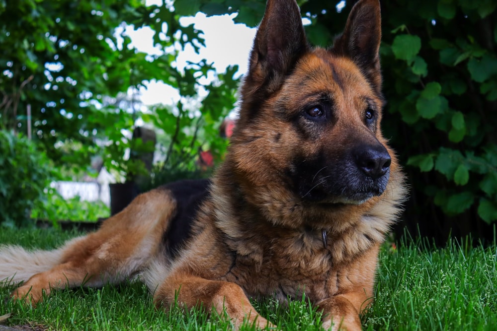 perro de pelo corto color canela en un campo de hierba