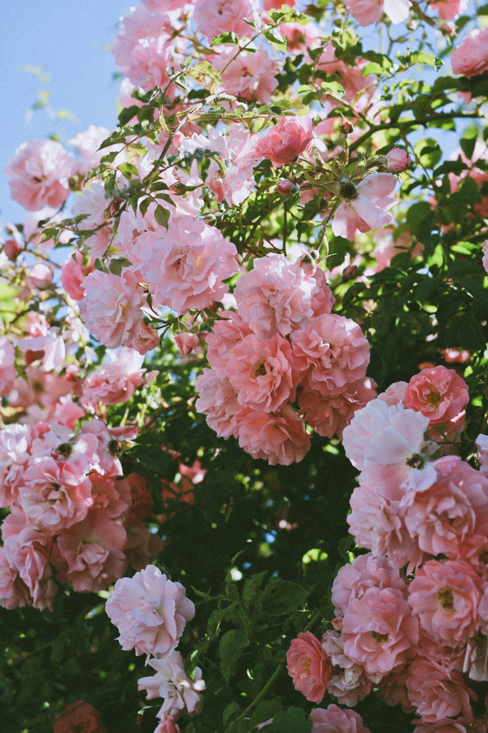 pink petaled flower