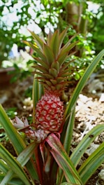 A vibrant, ripening pineapple is growing amid lush, green leaves. The fruit displays a gradient of colors ranging from deep red at the base to lighter shades as it rises to the top of the foliage. The leaves are sharp and pointed, exhibiting both green and red hues edging along their length. The background is filled with blurred greenery, suggesting a natural setting.