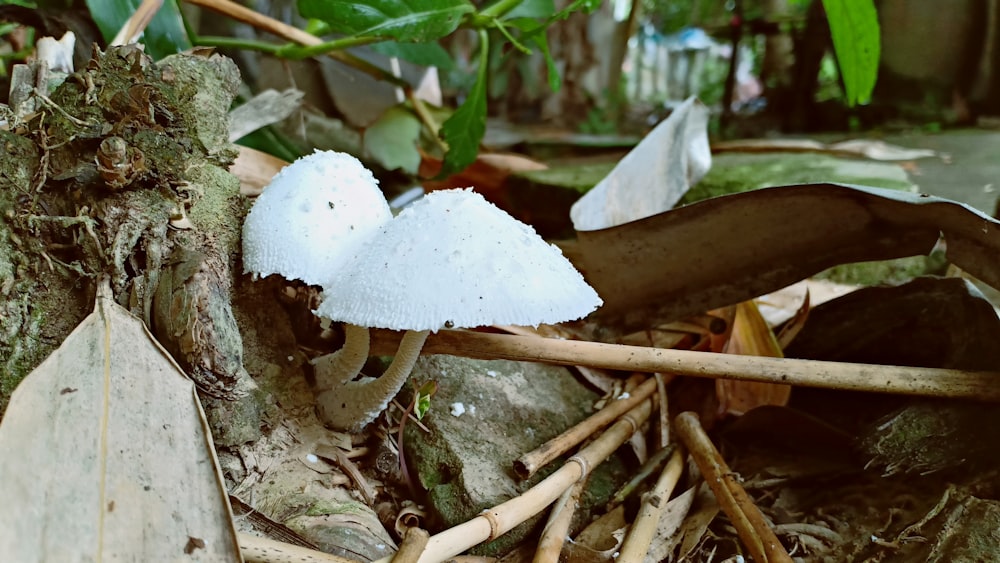 white mushrooms