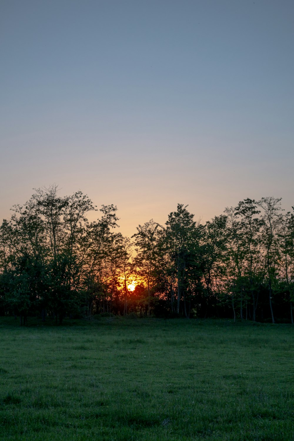 field of trees on body of water