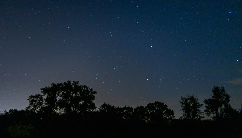 El cielo nocturno está lleno de estrellas y árboles