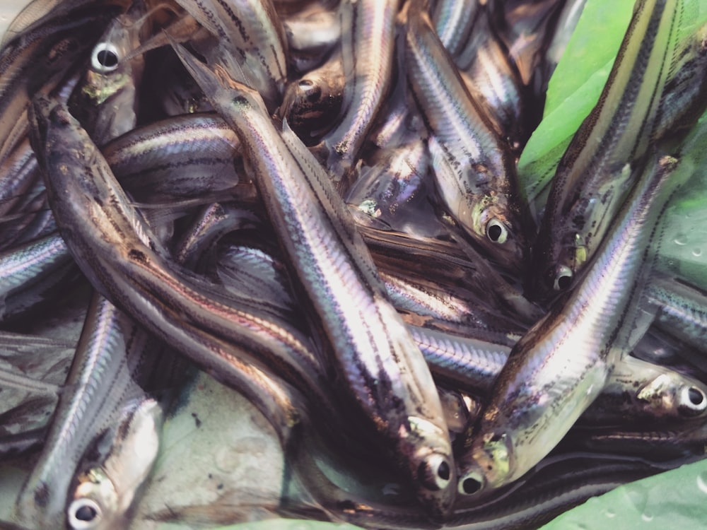 un montón de peces que están acostados sobre una mesa