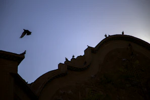 Before and after shots showing a clean facade free of pigeon droppings