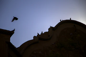 Before and after shots showing a clean facade free of pigeon droppings