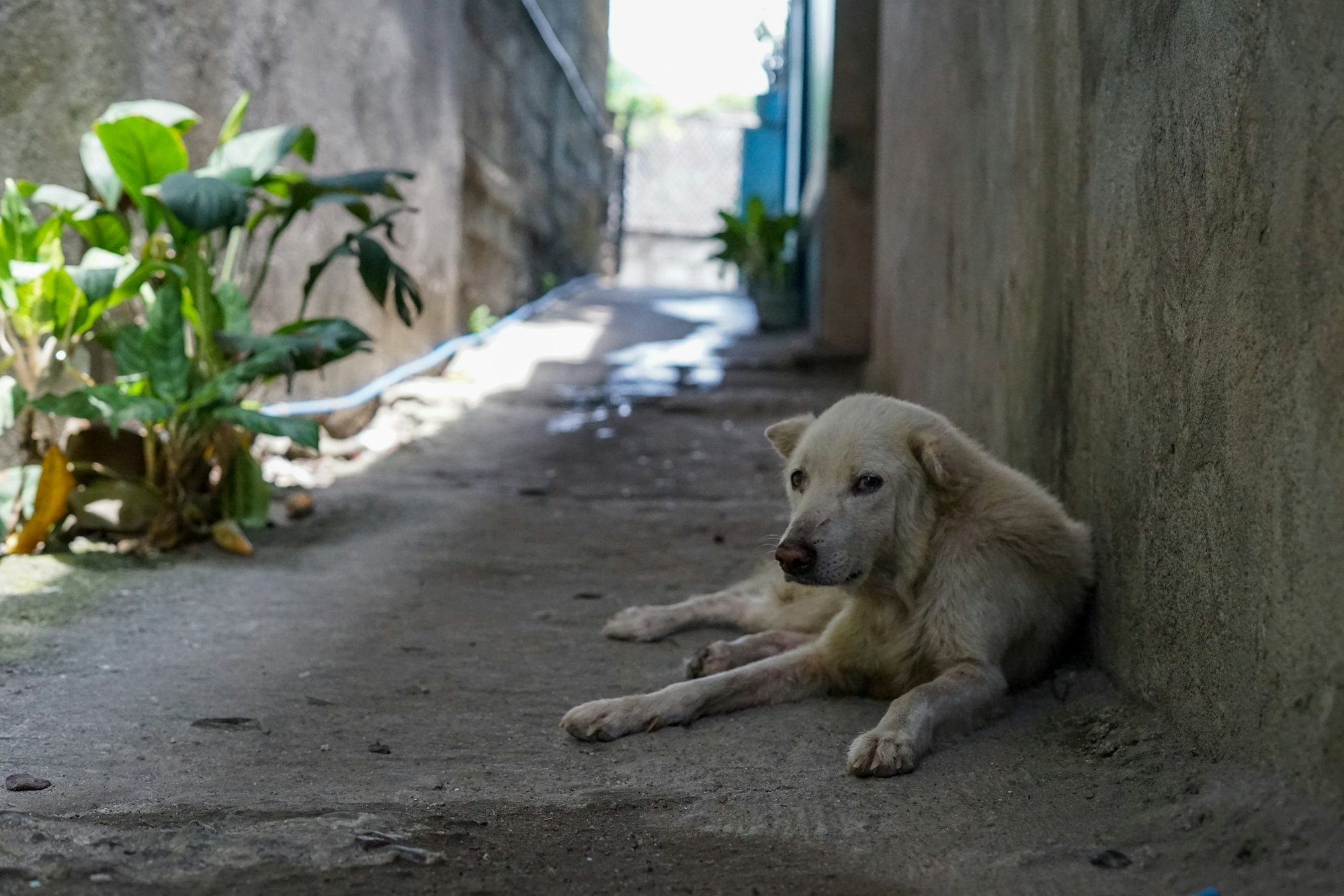 white dog lying beside wall