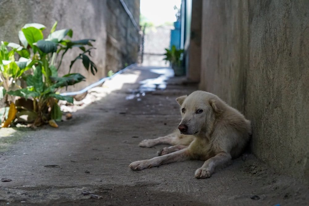 white dog lying beside wall