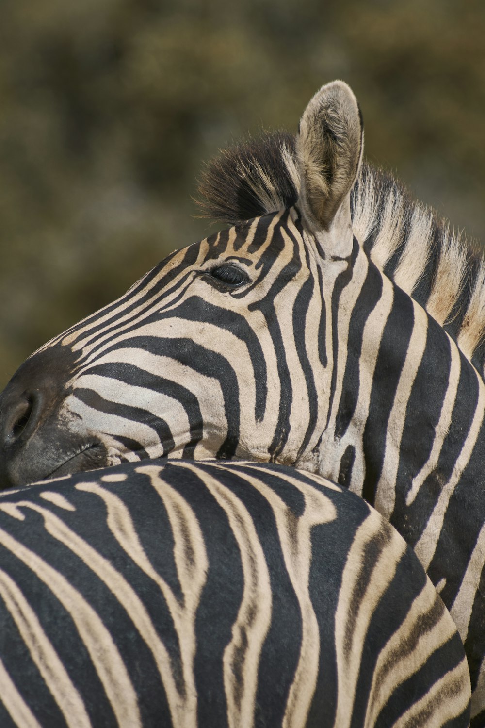 Fotografia em close-up de duas zebras durante o dia