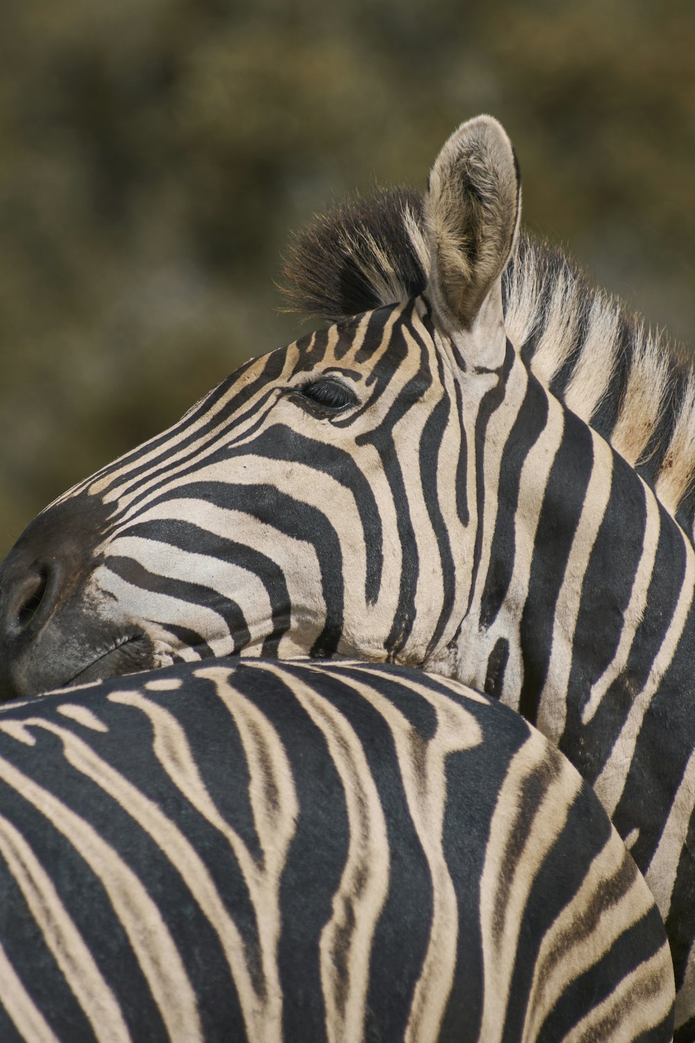 close-up photography of two zebras during daytime