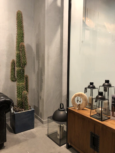 Tall sotol cactus specimen in a large decorative planter, featured in a bright and modern home setting.