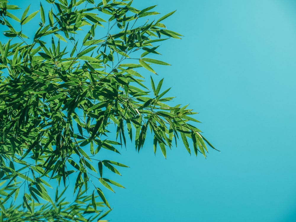 a tree branch with green leaves against a blue sky