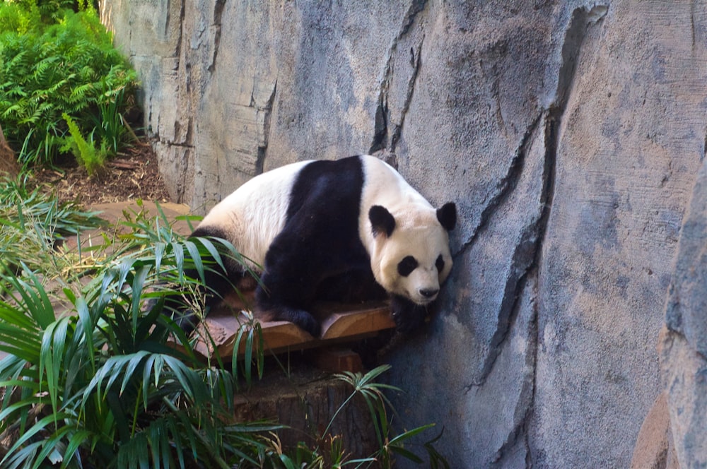 panda lying beside gray wall