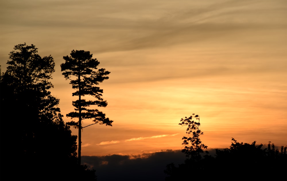 silhouette of trees during golden hour