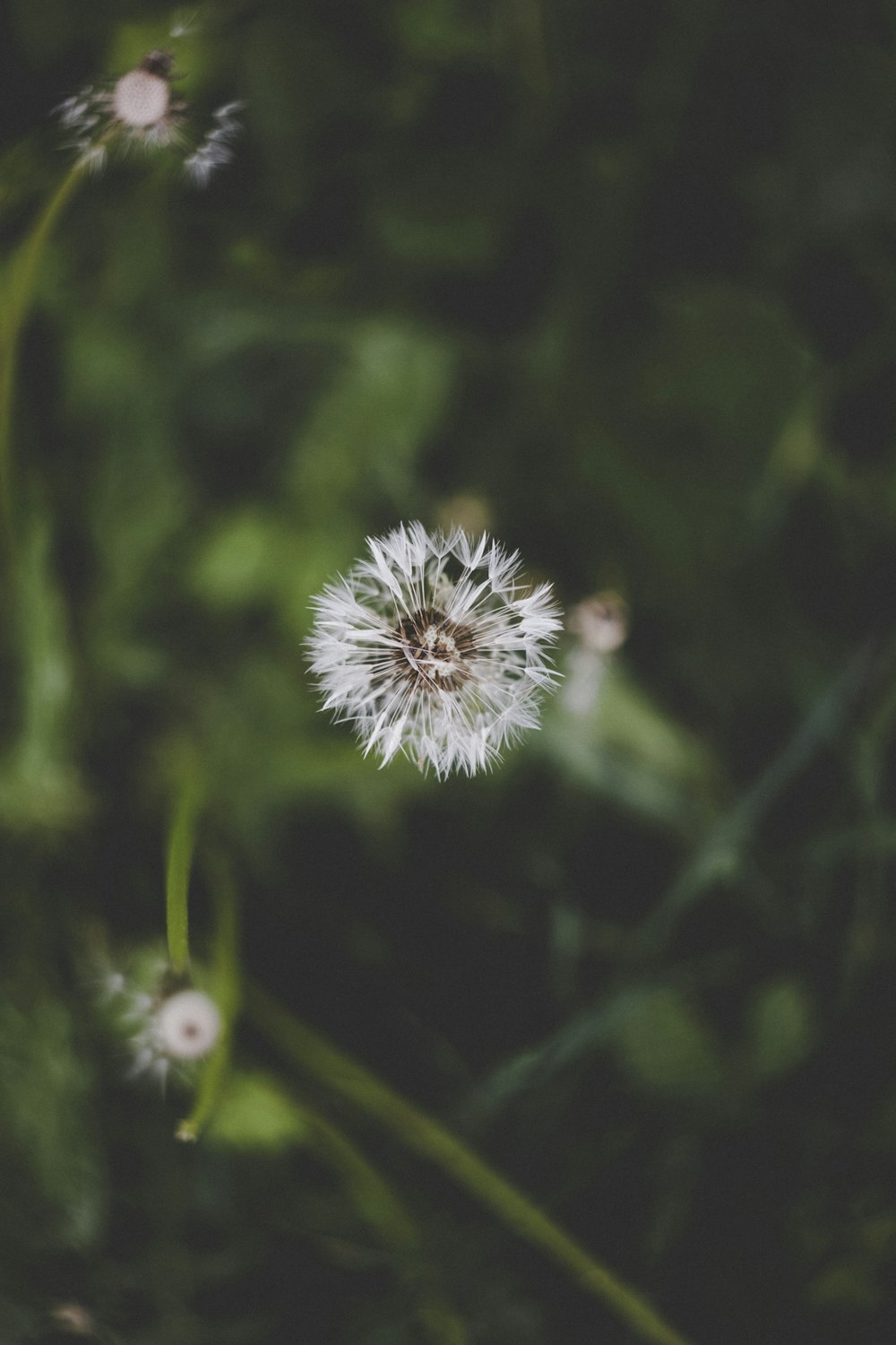 dandelion flower