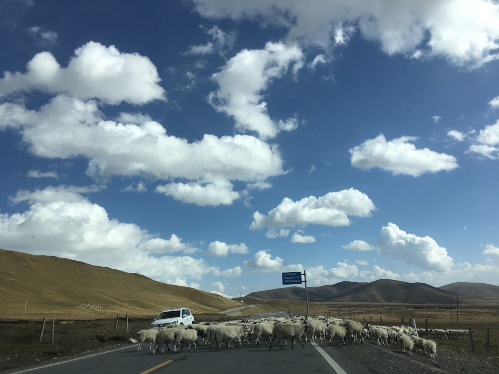 herd of cow across green mountain photo during daytime