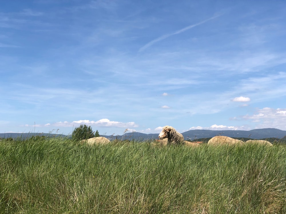 sheep on field during daytime