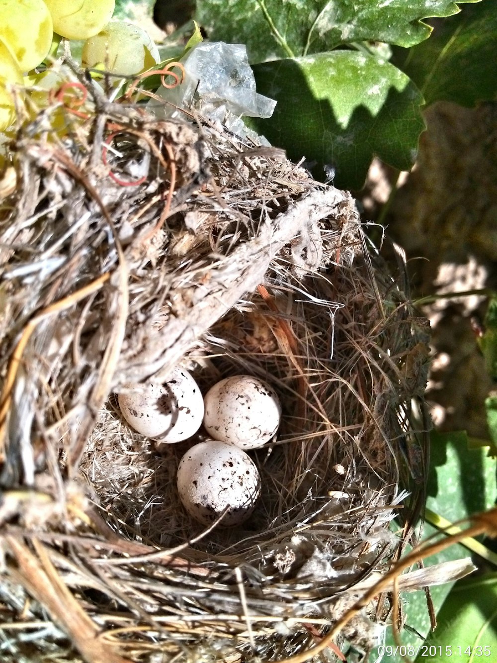 three eggs in nest