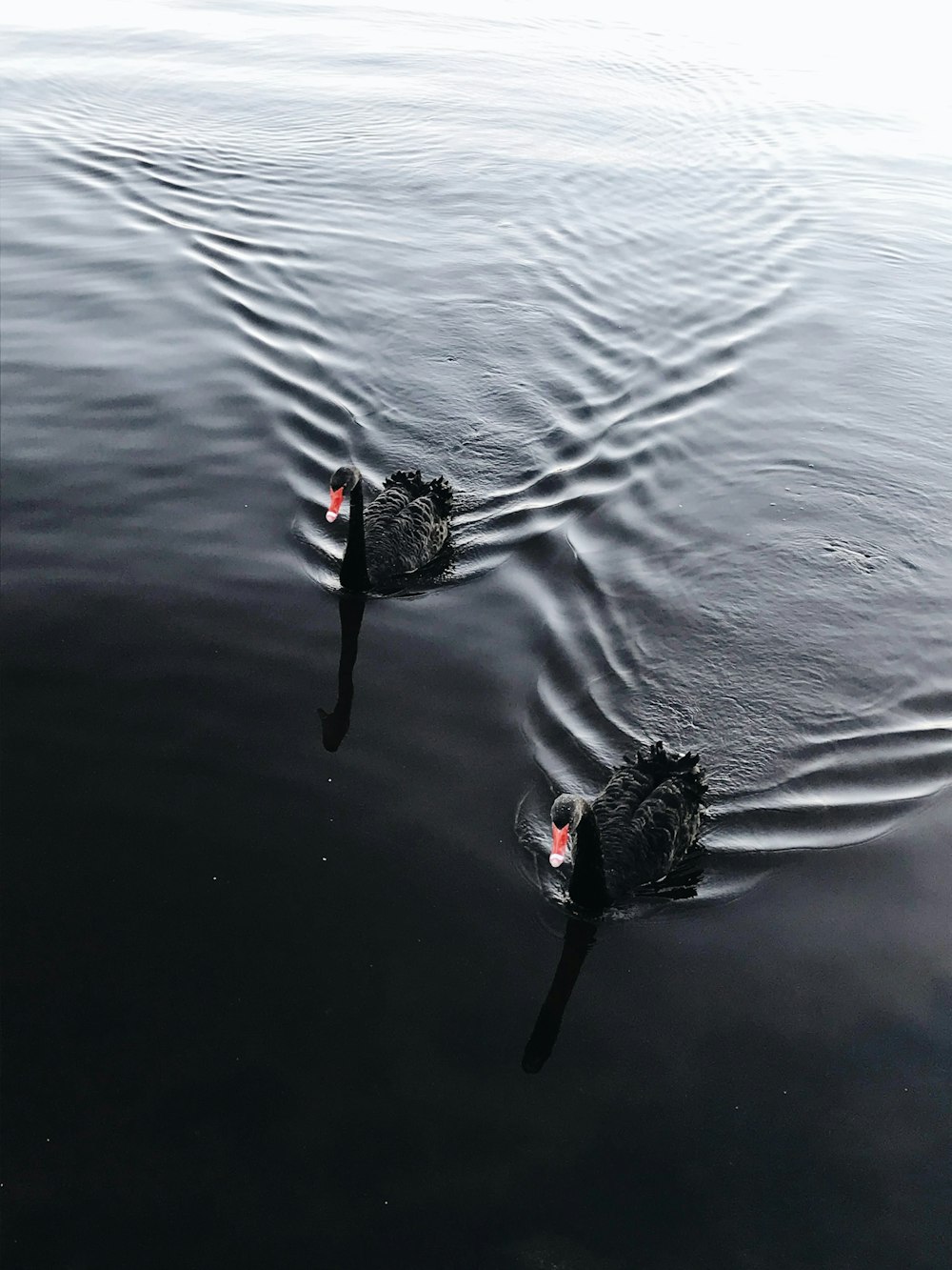 zwei schwarze Enten am Wasser