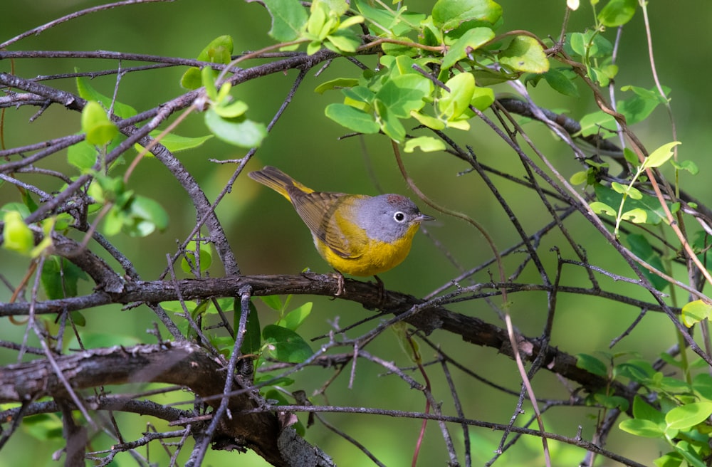gelb-grauer Vogel sitzt auf Baum