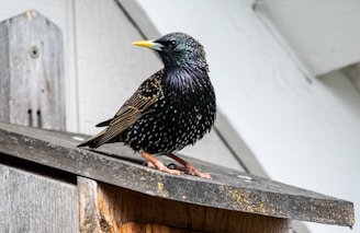 selective focus photography of black bird
