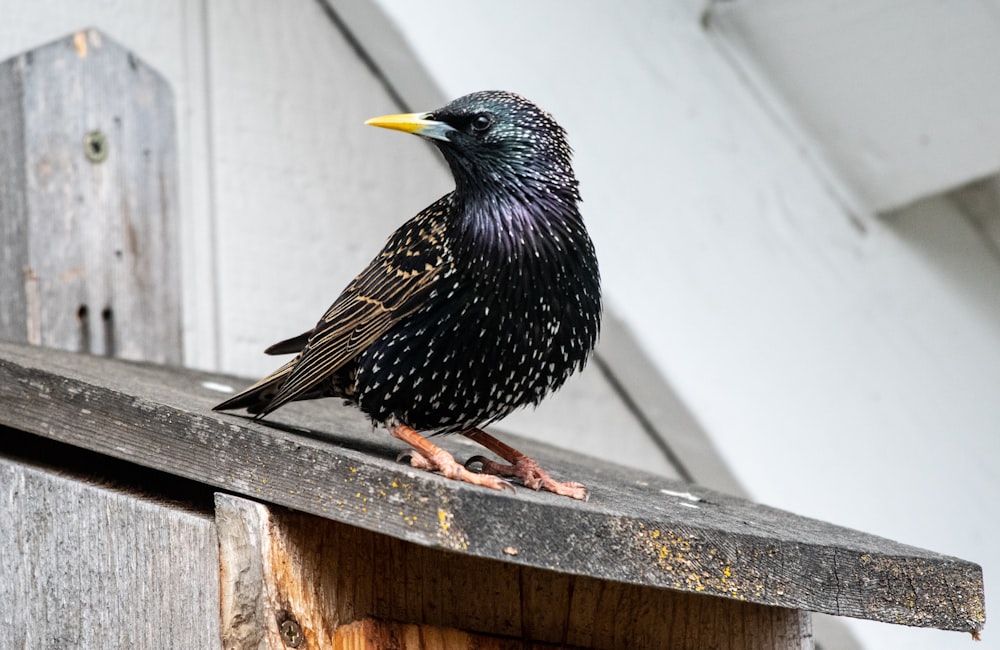 selective focus photography of black bird