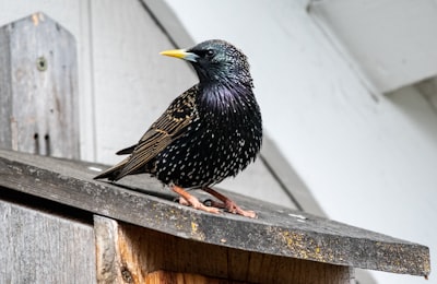 selective focus photography of black bird