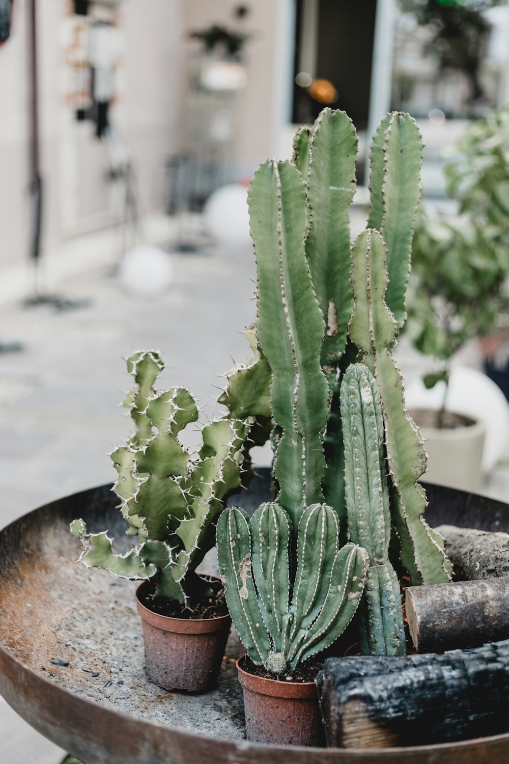 green cactus plants potted on brown pots