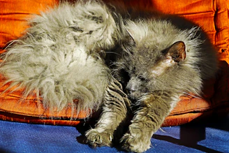 A cute cat dressed in a vibrant, cozy hoodie lounging on a soft cushion.