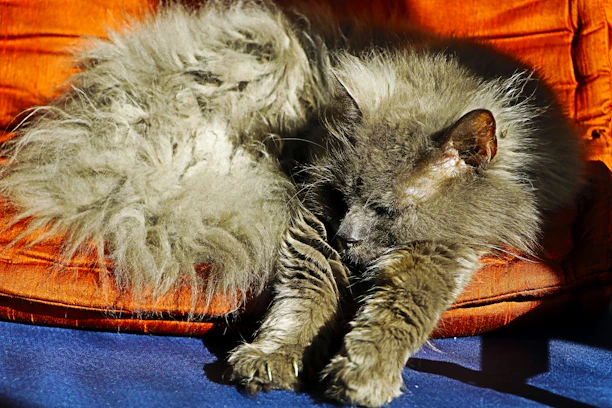 A cute cat dressed in a vibrant, cozy hoodie lounging on a soft cushion.