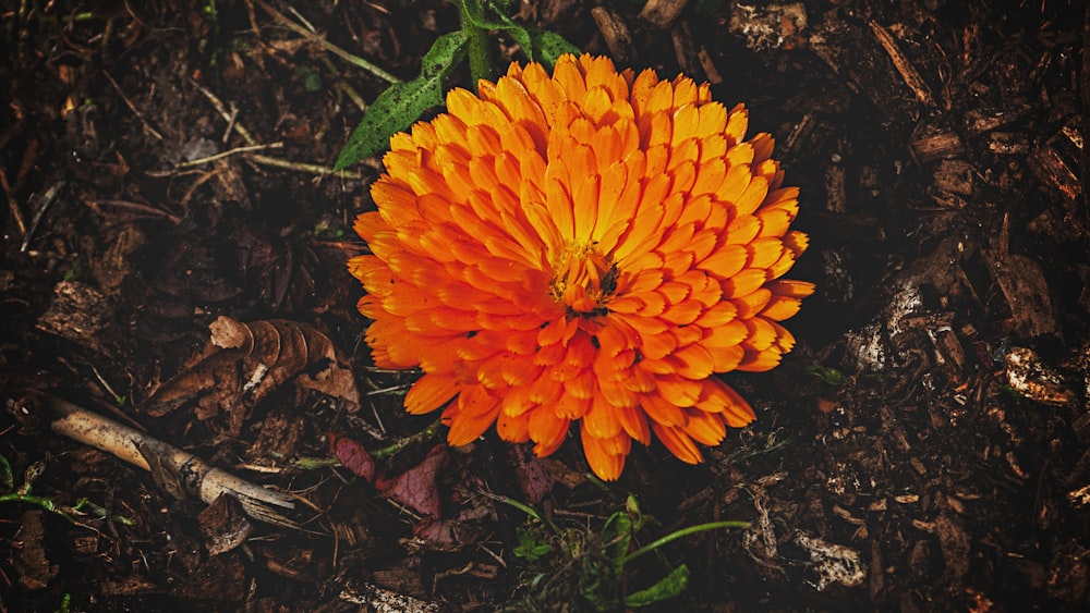 shallow focus photo of orange flowers