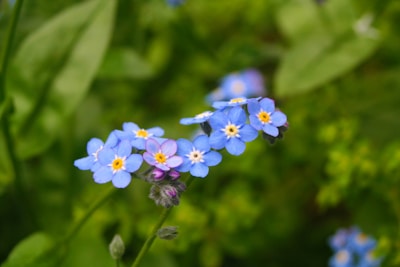 blue flowers in bloom