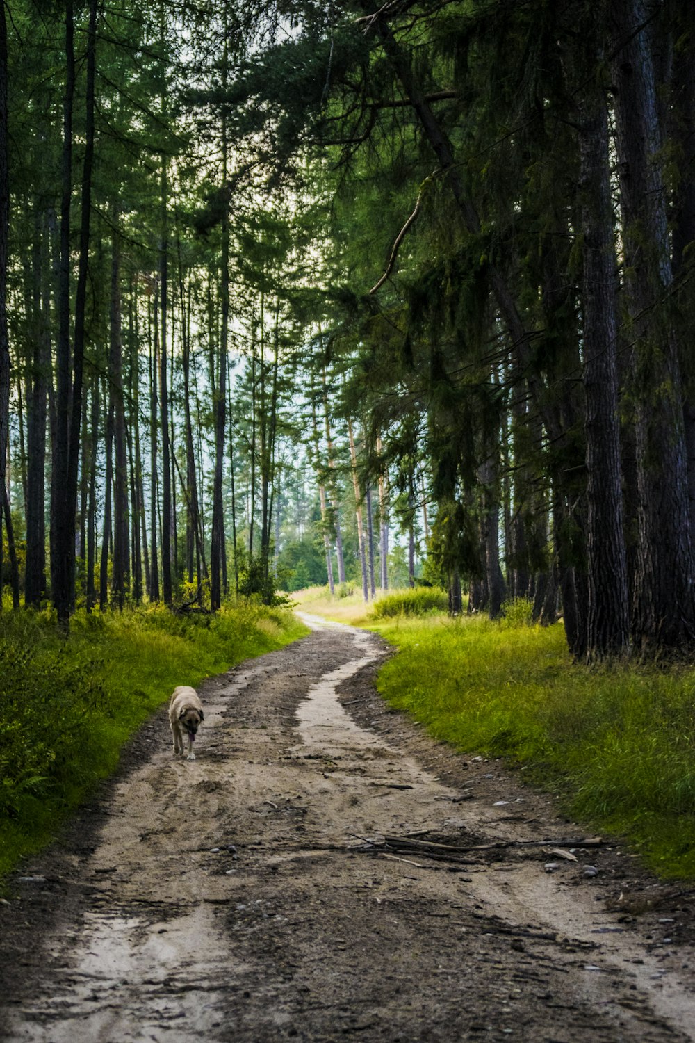 short-coated brown dog on dirt road between trees during daytime