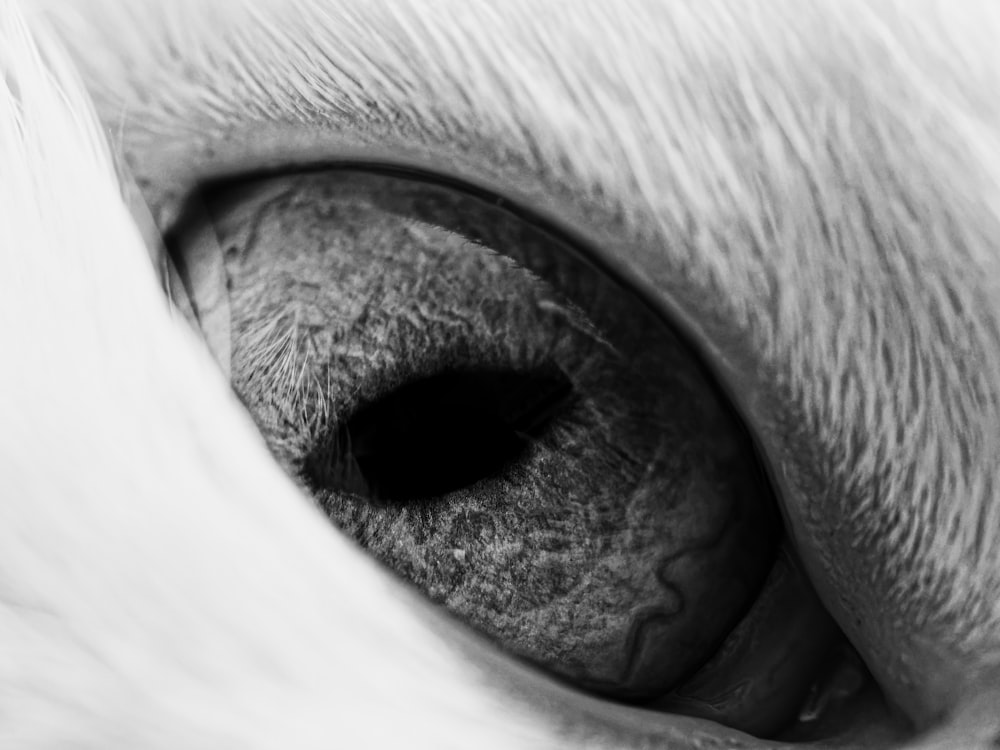 a close up of the eye of a cat