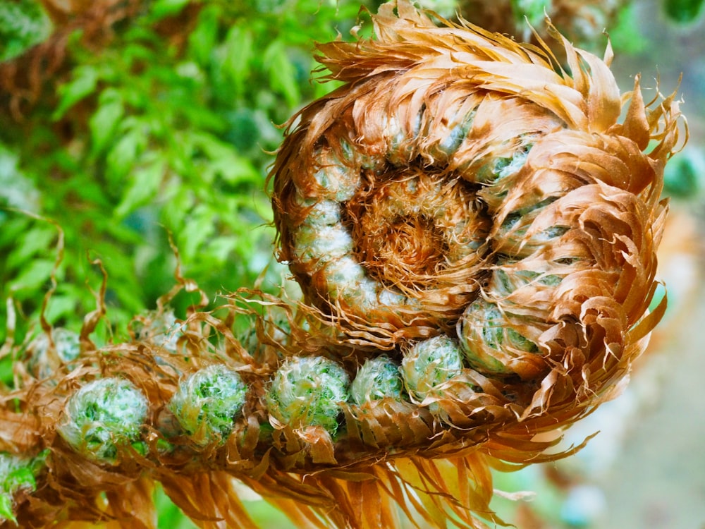 a close up of a plant with green leaves