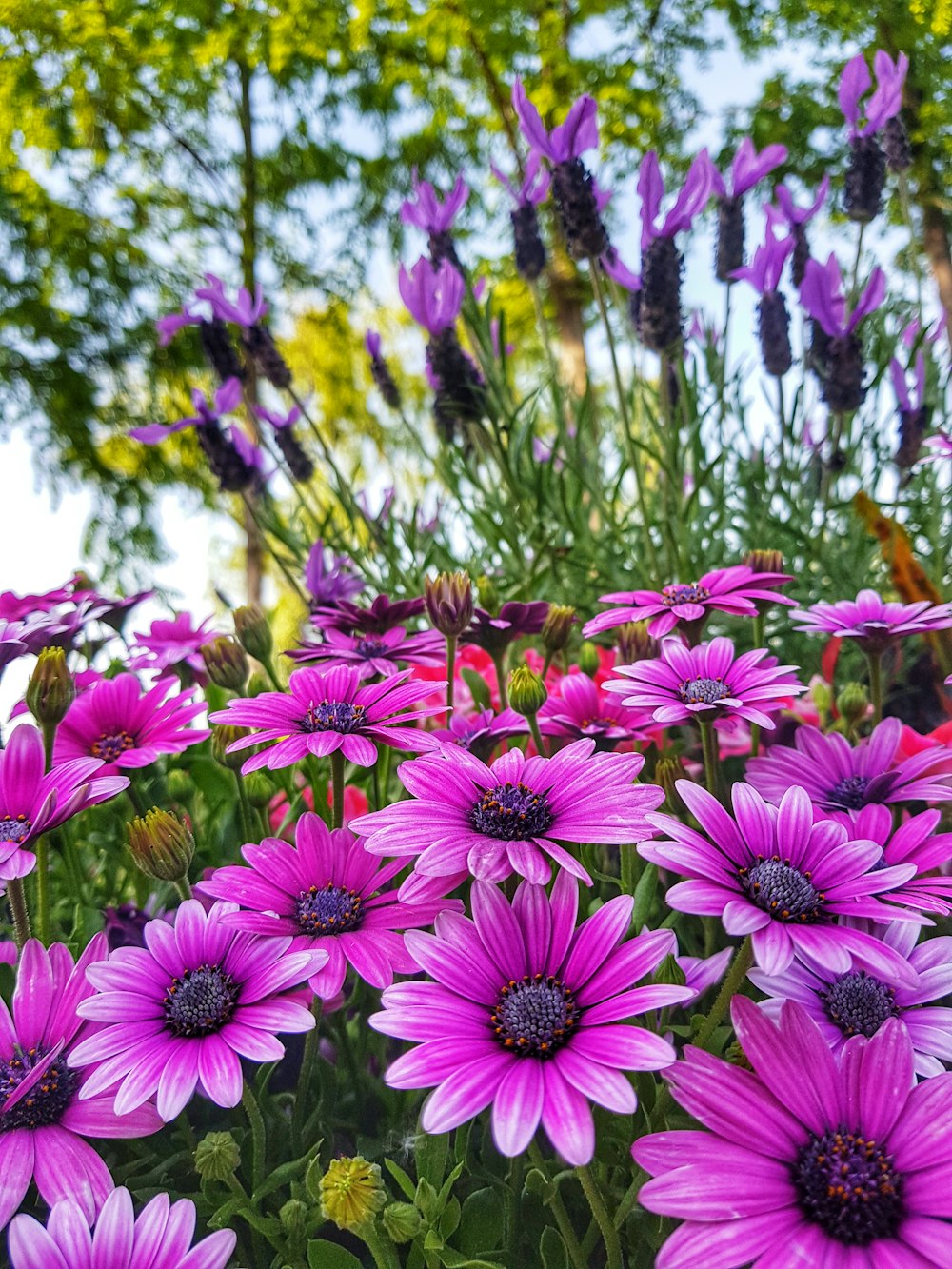 purple petaled flowers