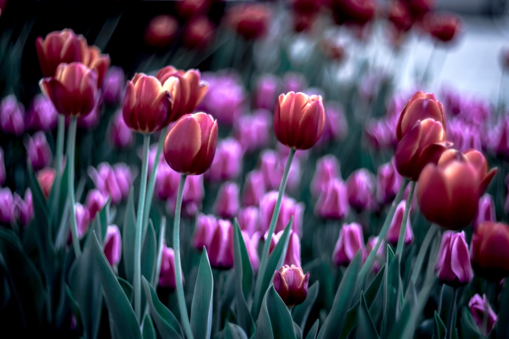 pink tulip flower lot photo