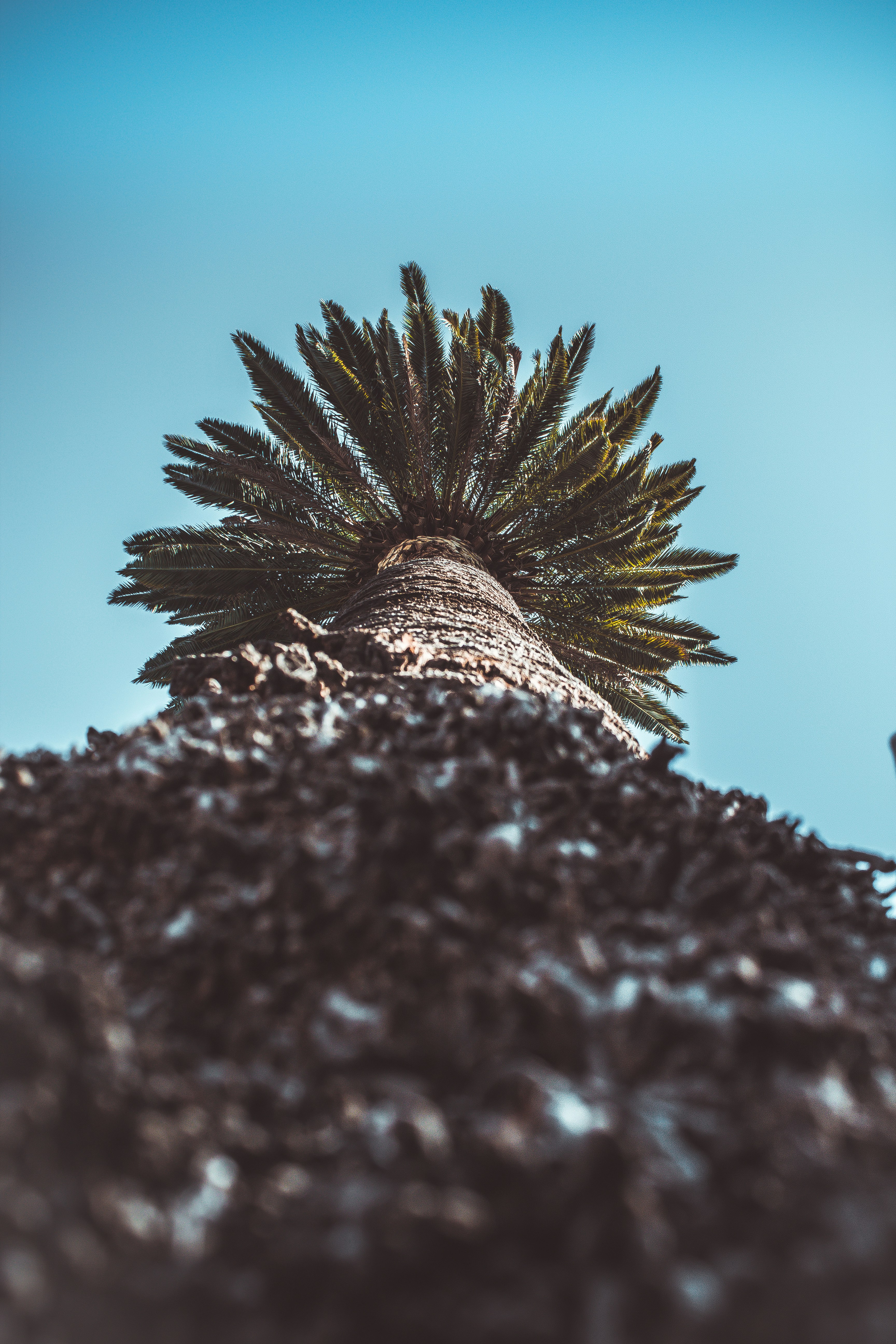 low angle photography of palm tree